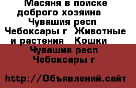 Масяня в поиске доброго хозяина.  - Чувашия респ., Чебоксары г. Животные и растения » Кошки   . Чувашия респ.,Чебоксары г.